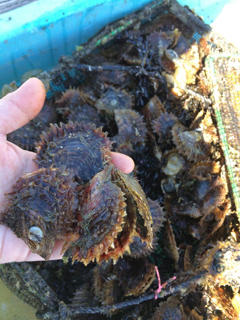 伊勢志摩英虞湾産 越物あこや真珠 6.4mm・4連・無傷・エクボなし